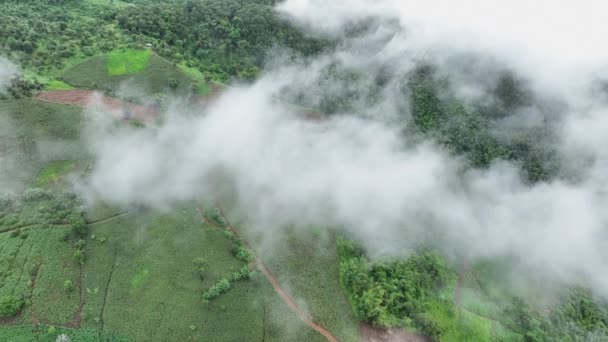 Den Största Orsaken Till Skogsförlusten Avskogning Inom Jordbruket Miljöskador Sydostasien — Stockvideo