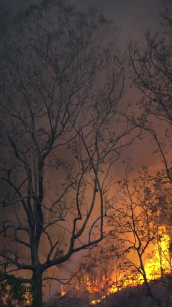 气候变化 野火释放二氧化碳 Co2 排放和造成气候变化的其他温室气体 垂直录像 — 图库视频影像