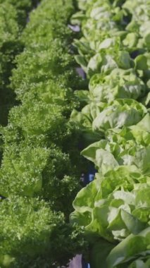 Hidroponik sebze marulu taze organik çiftlik. Serada yeşil salata çiftliği. dikey video.