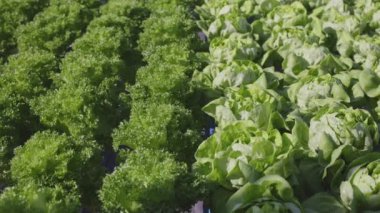 Hidroponik sebze marulu taze organik çiftlik. Seradaki yeşil salata çiftliği. 