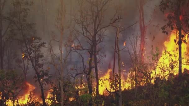 Cambio Climático Incendios Forestales Liberan Emisiones Dióxido Carbono Co2 Otros — Vídeos de Stock