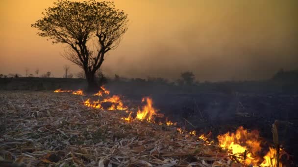 气候变化 农业燃烧释放二氧化碳 Co2 和其他导致气候变化的温室气体 — 图库视频影像