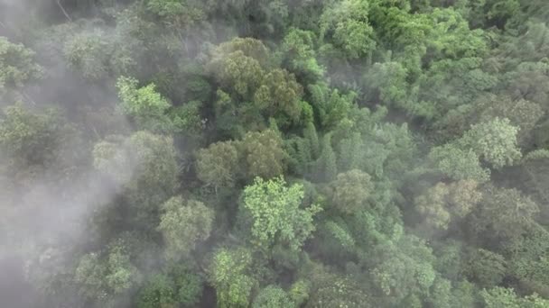 熱帯熱帯熱帯雨林の山の上に霧が降ると 熱帯林は空気中の湿度を高め 光合成によって大気から二酸化炭素を吸収し 木の幹 枝に炭素を貯蔵することができます — ストック動画