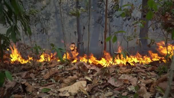 Лесопожары Тропических Лесах Высвобождают Выбросы Углекислого Газа Co2 Других Парниковых — стоковое видео