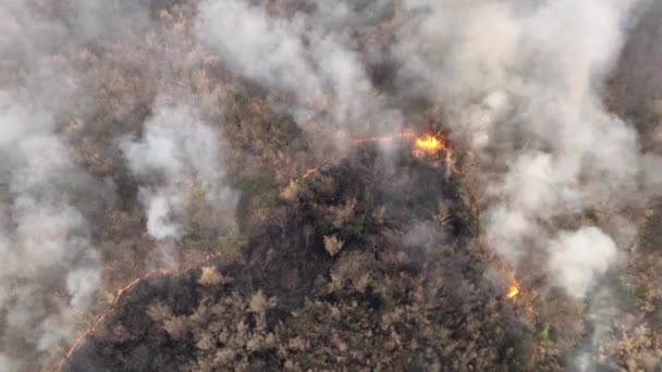 熱帯林の野火は 気候変動に貢献する二酸化炭素 Co2 の排出および他の温室効果ガス Ghg を放出する ストック動画