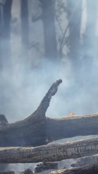 Вертикальное Видео Лесопожары Тропических Лесах Высвобождают Выбросы Углекислого Газа Co2 — стоковое видео