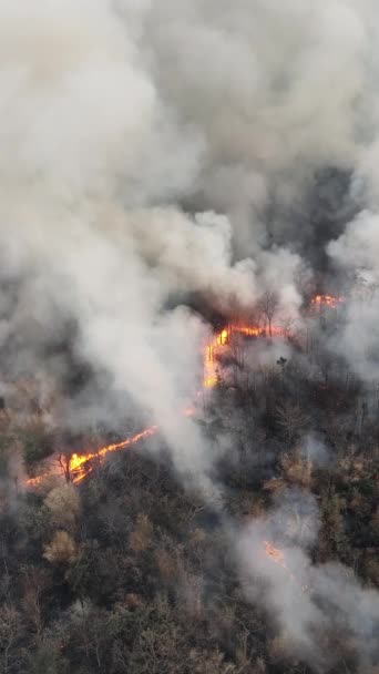 Vertikální Video Divoké Požáry Tropických Lesích Uvolňují Emise Oxidu Uhličitého Stock Záběr