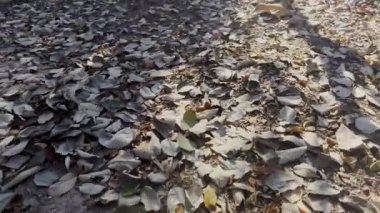 Yaprak döken ormandaki kurumuş yapraklar küçük alevleri devasa çalı ateşlerine dönüştürebilir..