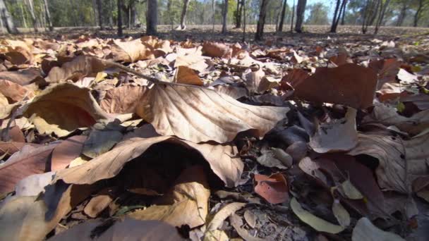 落叶森林里干枯的树叶可以把小火变成巨大的山火 — 图库视频影像