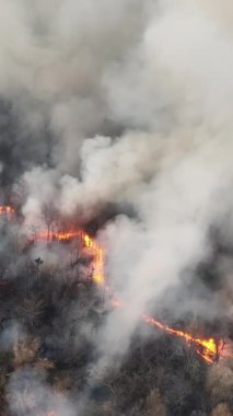 Dikey video. Tropikal ormanlardaki orman yangınları, iklim değişikliğine katkıda bulunan karbondioksit (CO2) emisyonları ve diğer sera gazları (GHG) salgılar..