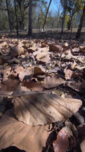 Dried Leaves Deciduous Forest Can Turn Small Flames Colossal Bushfires — Stock Video