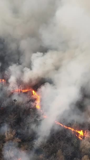 Vertikales Video Waldbrände Tropischen Wäldern Setzen Kohlendioxid Co2 Und Andere — Stockvideo