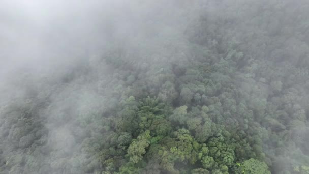 熱帯熱帯熱帯雨林の山の上に霧が降ると 熱帯林は空気中の湿度を高め 光合成によって大気から二酸化炭素を吸収し 木の幹 枝に炭素を貯蔵することができます — ストック動画