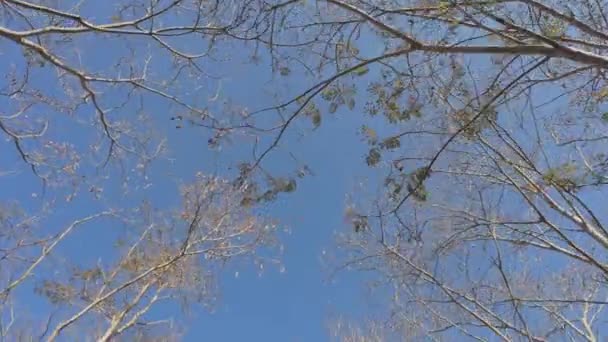Ξηρά Φύλλα Στα Κλαδιά Του Φυλλοβόλου Δέντρου Στο Ασιατικό Υποτροπικό — Αρχείο Βίντεο
