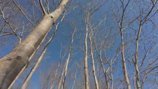 Feuilles Sèches Sur Les Branches Arbres Feuilles Caduques Dans Forêt Vidéo De Stock