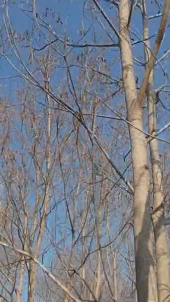 Suche Liście Gałęziach Drzew Liściastych Azjatyckim Lesie Subtropikalnym Późną Zimą — Wideo stockowe
