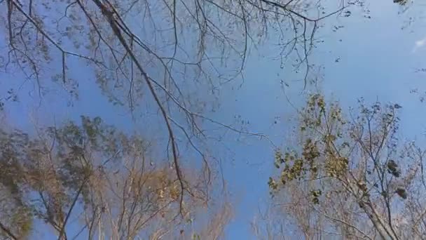 Dry Leaves Branches Deciduous Tree Asian Subtropical Forest Late Winter — Stock Video