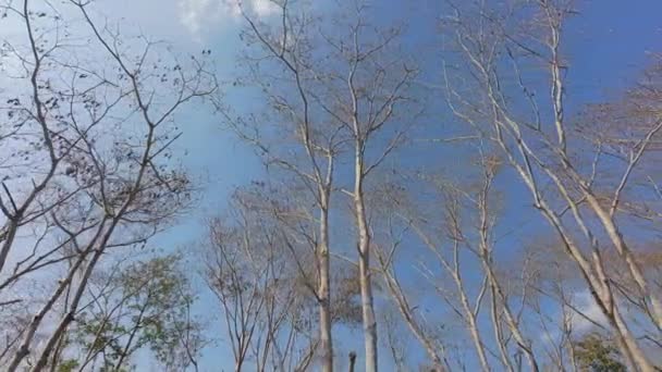 乾燥した葉 アジア亜熱帯の森の残りの木の枝は 野火の季節の前に冬の後半に — ストック動画