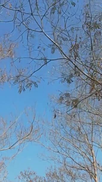 Ξηρά Φύλλα Κλαδιά Φυλλοβόλου Δέντρου Ασιατικό Υποτροπικό Δάσος Στα Τέλη — Αρχείο Βίντεο