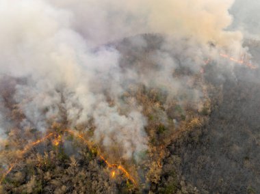 Tropikal ormanlardaki çalılıklar, iklim değişikliğine katkıda bulunan karbondioksit (CO2) emisyonları ve diğer sera gazlarını (GHG) serbest bırakır..