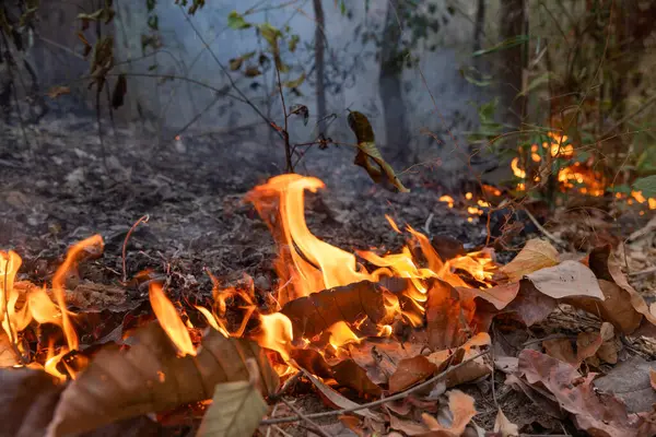 Gli Incendi Boschivi Nelle Foreste Tropicali Rilasciano Emissioni Anidride Carbonica — Foto Stock