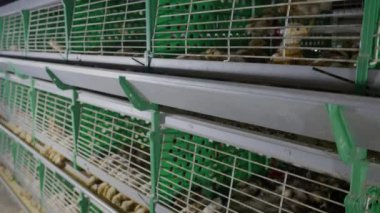 Kapalı konut ortamlarında kafes sistemlerinde otomatik beslenen tavuklar.