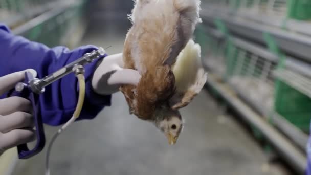 Förebyggande Sjukdomar Hos Kycklingar Pullets Vaccination Nära Lantbruk Temperatur Och — Stockvideo