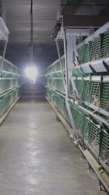 Pullet çiftliğinde otomatik beslenme ve su. Otomasyon kümes hayvanları kafesleri. Dikey video.