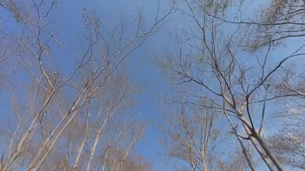 ハイキング活動中に冬の後半にアジア亜熱帯林の残留木の枝に乾燥した葉 — ストック動画