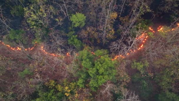 Divoké Požáry Tropických Lesích Uvolňují Emise Oxidu Uhličitého Co2 Další — Stock video