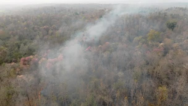 热带森林野火释放二氧化碳 Co2 排放和造成气候变化的其他温室气体 — 图库视频影像