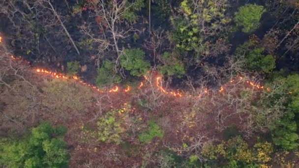Pożary Lasów Tropikalnych Powodujące Emisje Dwutlenku Węgla Co2 Innych Gazów Klip Wideo