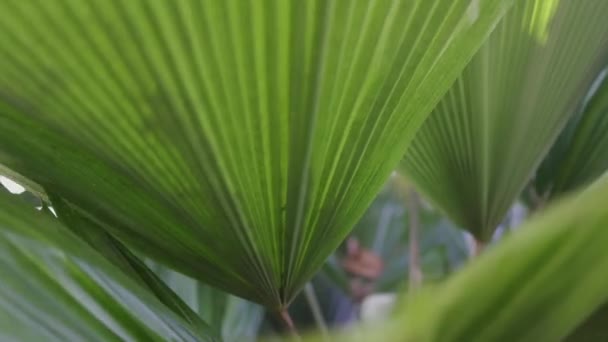 Licuala Grandis Oder Vanuatu Fächerpalme Botanischen Garten — Stockvideo