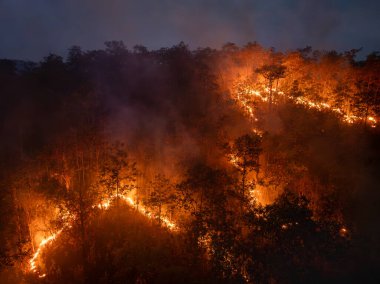 Tropikal ormanlardaki çalılıklar, iklim değişikliğine katkıda bulunan karbondioksit (CO2) emisyonları ve diğer sera gazlarını (GHG) serbest bırakır..
