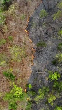 Tropikal ormanlardaki çalılıklar, iklim değişikliğine katkıda bulunan karbondioksit (CO2) emisyonları ve diğer sera gazlarını (GHG) serbest bırakır. Dikey video.
