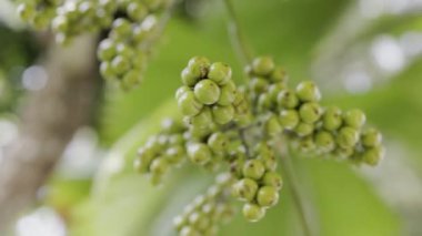 Licuala grandis veya botanik bahçesinde Vanuatu Fan Palm tohumu.