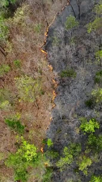 熱帯林のブッシュ火災は 気候変動に貢献する二酸化炭素 Co2 の排出および他の温室効果ガス Ghg を放出します バーティカルビデオ — ストック動画
