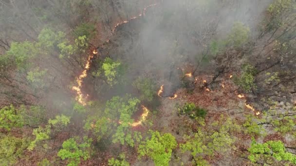 Incêndios Florestais Tropicais Liberam Emissões Dióxido Carbono Co2 Outros Gases Filmagem De Stock Royalty-Free