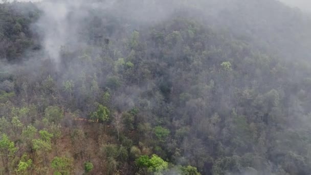Пожары Тропических Лесах Выделяют Углекислый Газ Co2 Другие Парниковые Газы — стоковое видео