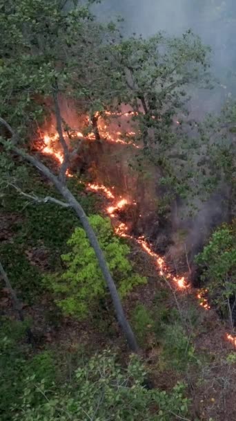 Bushfires Tropisk Skog Släpper Koldioxid Co2 Utsläpp Och Andra Växthusgaser — Stockvideo