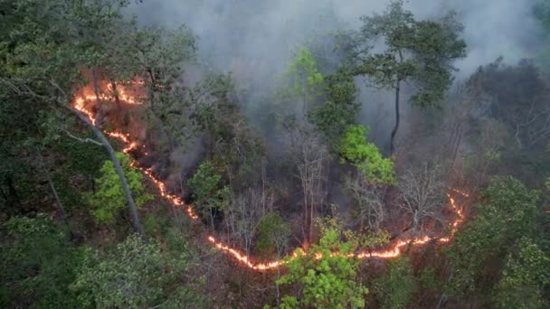 熱帯林のブッシュ火災は 気候変動に貢献する二酸化炭素 Co2 の排出および他の温室効果ガス Ghg を放出する — ストック動画