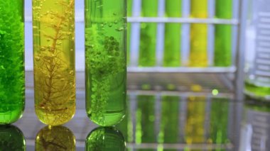 Yosun yakıtı biyoyakıt laboratuarı fosil alg yakıtı ya da alg biyoyakıtına alternatif araştırmalar yapıyor. Sıfır CARBON Emisyon kavramı.