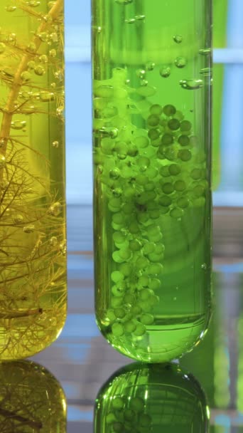 藻類燃料バイオ燃料産業は 化石藻類燃料やアルゴリズムバイオ燃料に代わる研究を行っている ゼロカーボンエミッションコンセプト バーティカルビデオ — ストック動画