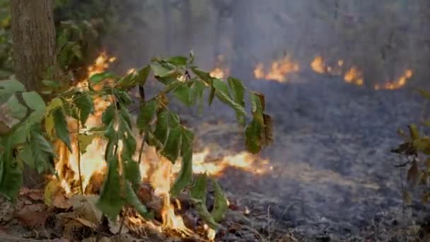 热带森林的丛林大火释放了二氧化碳 Co2 排放和造成气候变化的其他温室气体 Ghg — 图库视频影像