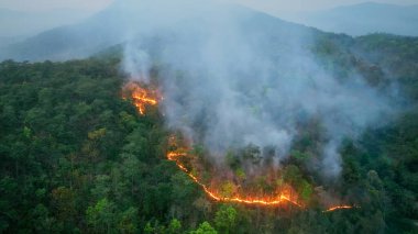 Tropikal ormanlardaki çalılıklar, iklim değişikliğine katkıda bulunan karbondioksit (CO2) emisyonları ve diğer sera gazlarını (GHG) serbest bırakır..