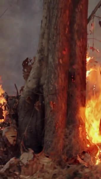Vidéo Verticale Les Incendies Forêt Tropicale Libèrent Des Émissions Dioxyde — Video