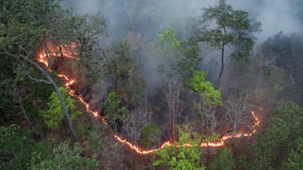 Les Feux Brousse Dans Les Forêts Tropicales Libèrent Des Émissions — Video