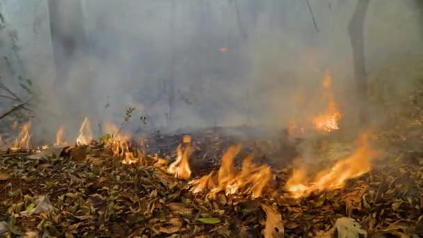 Skogsbränder Tropisk Skog Släpper Koldioxid Co2 Och Andra Växthusgaser Ghg — Stockvideo