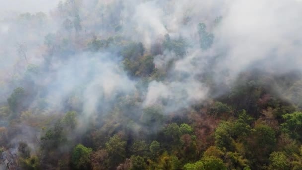 Incendie Causé Par Chasse Dans Vallée Forêt Subtropicale — Video