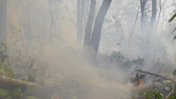 Bushfires Tropisk Skog Släpper Koldioxid Co2 Utsläpp Och Andra Växthusgaser — Stockvideo